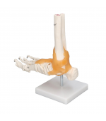 Foot skeleton with ligaments (code S30)