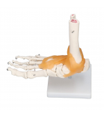 Foot skeleton with ligaments (code S30)