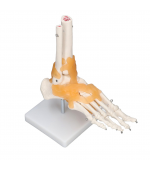 Foot skeleton with ligaments (code S30)