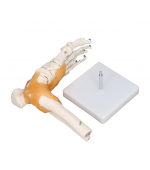 Schelet picior cu ligamente (cod S30)