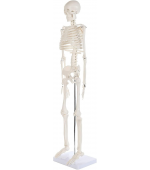 Human skeleton - 85 cm (code S28)