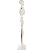 Human skeleton - 85 cm (code S28)