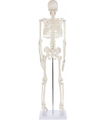 Human skeleton - 85 cm (code S28)
