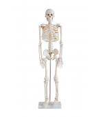 Human skeleton - 85 cm (code S28)